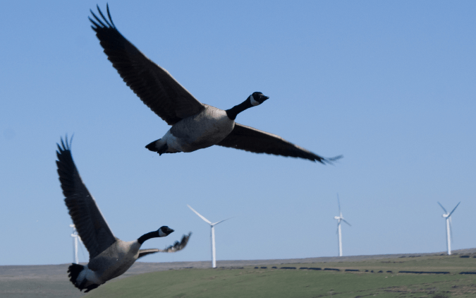 Canada Geese and Scout Moor Wind Farm