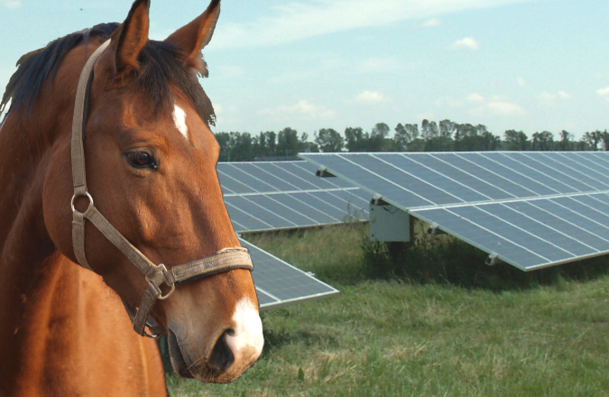 Horse in solar farm field