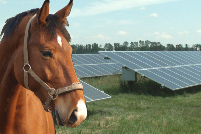 It is always important to consdider Animals and bridleways when developing a solar farm, since Glare can cause concerns