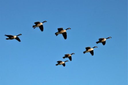 green aviation