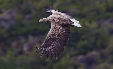 Impact of Wind Turbines on Birds