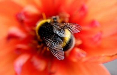 bumblebee solar parks