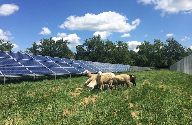 Sheep and solar panel