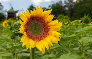 Sunflower field