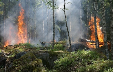 Forest fires