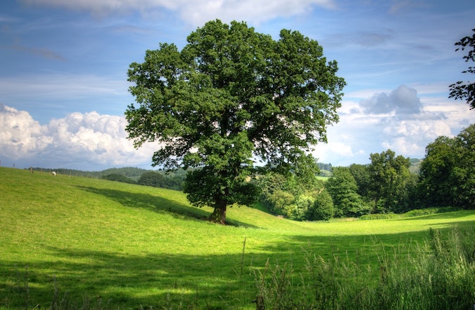 Green Tree on Grass Field