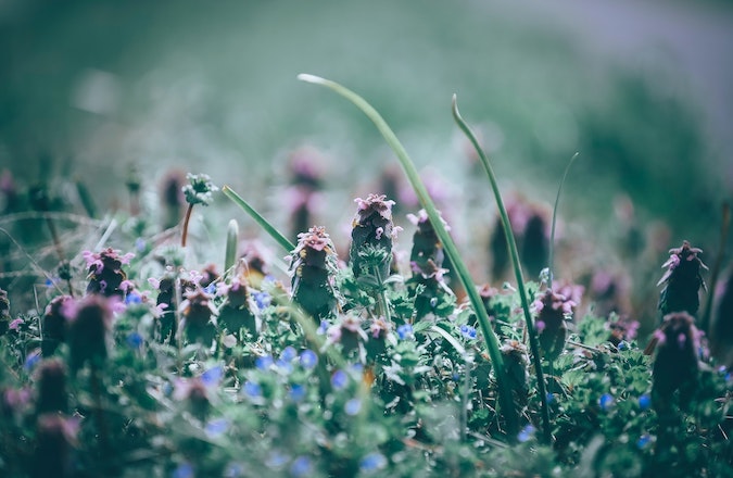 Red dead nettle in a lawn