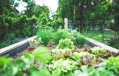 Urban Gardening on Raised Bed