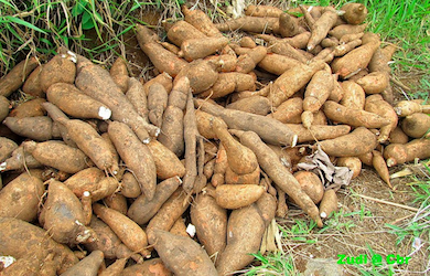 cassava plant root