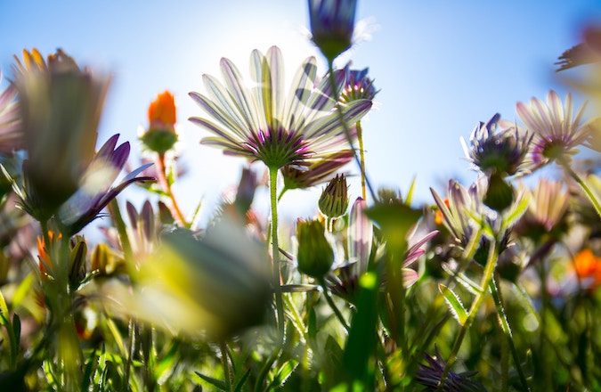 Wild daisies