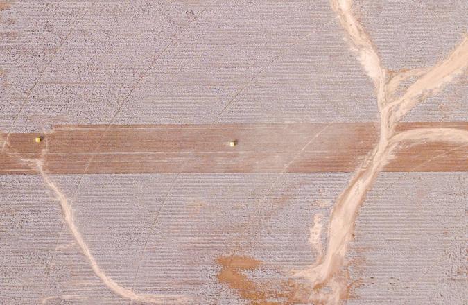 Bird’s-eye View of a Cotton Field