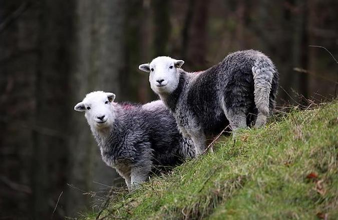 Herdwick sheep at Rough Crag, Lake District