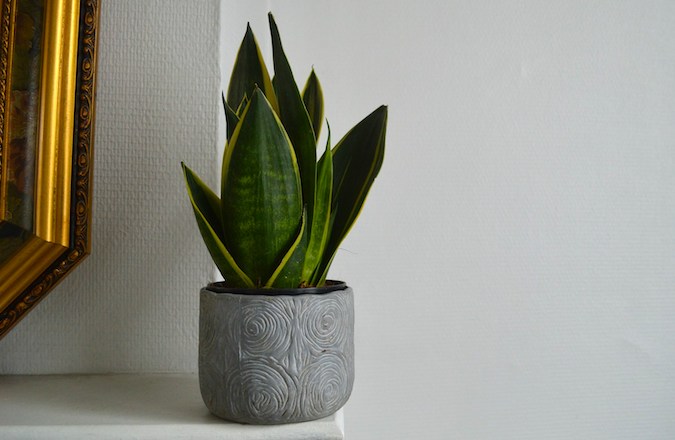 Snake plant