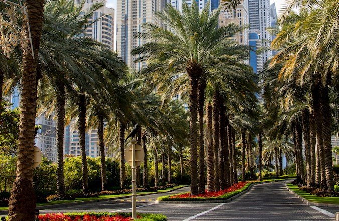 Palm trees beside paved road