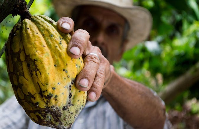 picking coco beans