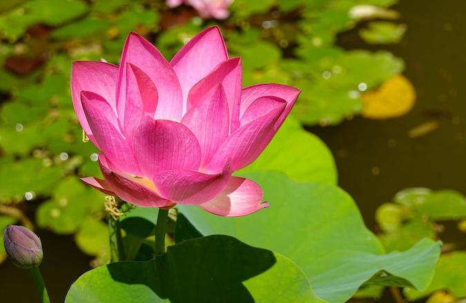 Floating Flower Farms