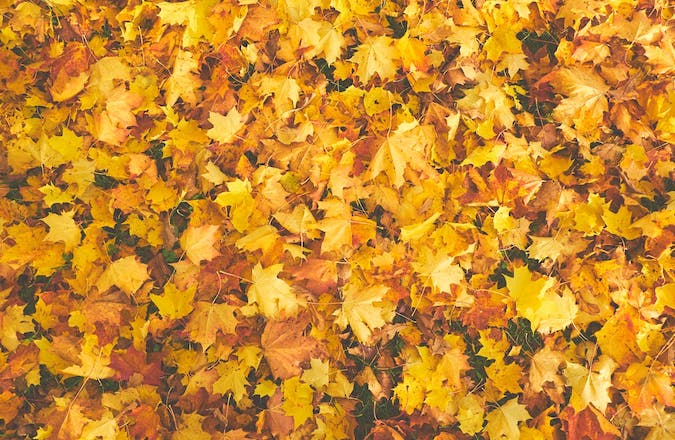 fallen leaves