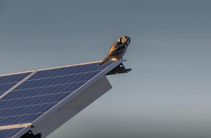 Owl resting upon solar panel