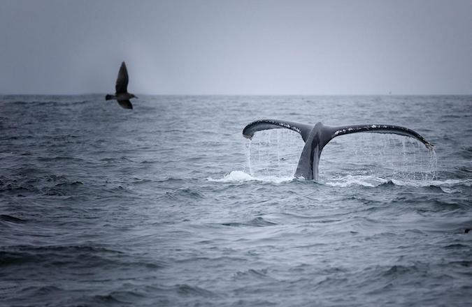 Whale Tail