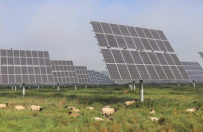 Sheep grazing beneath solar panels