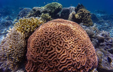 coral reef music