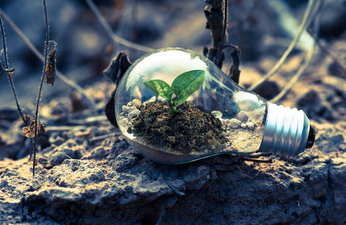 plant growing inside a lightbulb