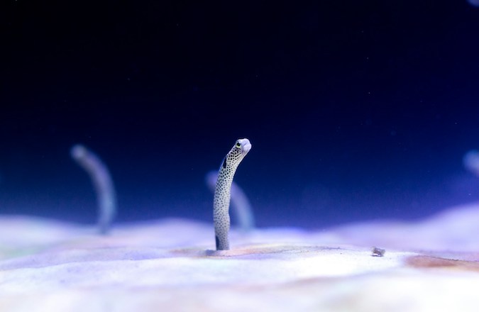 Small marine creature in a seabed