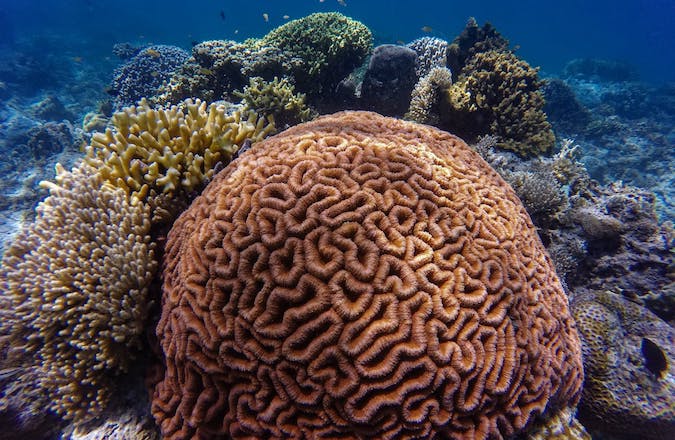 coral reef