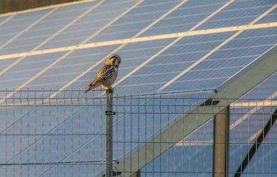Biodiversity solar farms