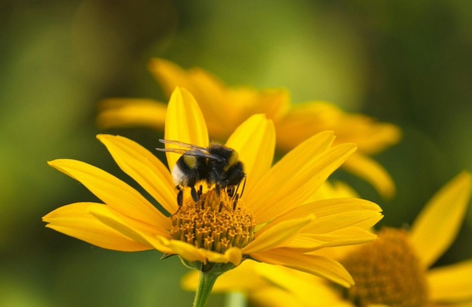 solar farms biodiversity