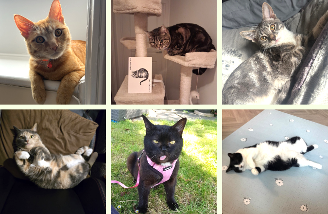 Feline Happiness and Sustainability